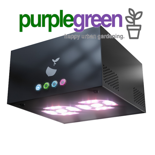 Hazelbeam 2 Growbox Komplettset purplegreen linz