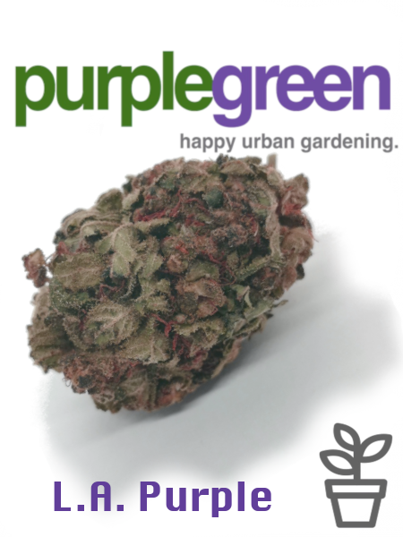 CBD Buds Blüten legal online kaufen Österreich Deutschland legal Bayern Linz Wien CBD Buds Blüten legal online kaufen Österreich Deutschland legal Bayern Linz Wien