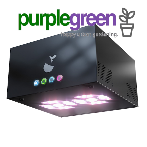 Hazelbeam 2 Growbox Komplettset purplegreen linz Hazelbeam 2 Growbox Komplettset purplegreen linz