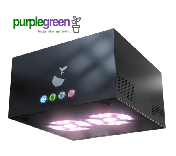 hazelbox grofbox growschrank purplegreen compact hazelbeam hazelbox grofbox growschrank purplegreen compact hazelbeam